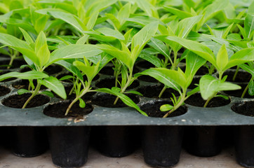 Seedlings of Periwinkle in a black tray.