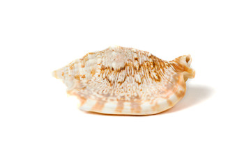 sea shell isolated