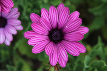 Obraz premium schwetzingen