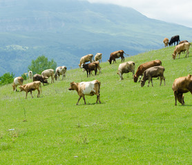 Naklejka na ściany i meble Krów wypasanych na zielonym polu