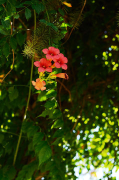 Red flowers on green tree