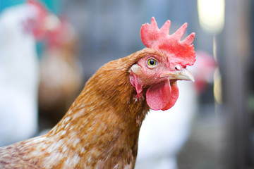 The head of a chicken close-up