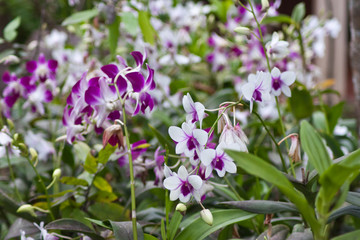 Beautiful orchid