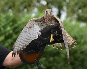Turmfalke - Flug in die Freiheit