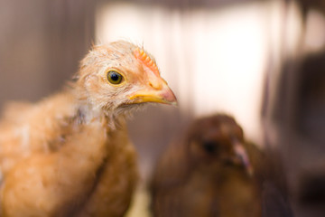 The head of a chicken close-up