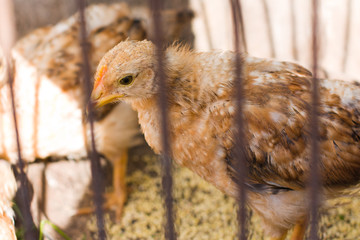 The head of a chicken close-up