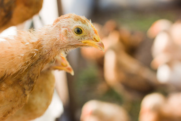The head of a chicken close-up