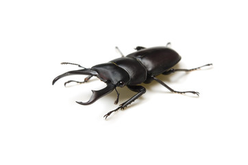 コクワガタ