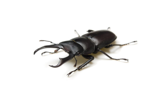 コクワガタ