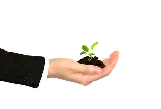 Plant in Business hand