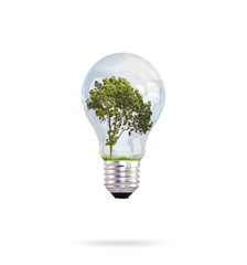 Eco concept: green tree growing in a bulb