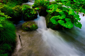 夏の奥入瀬渓流