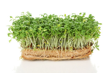 Fresh cress salad isolated on white