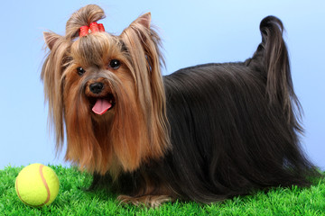 Beautiful yorkshire terrier on grass on colorful background