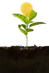 Plant above with bulb and the soil