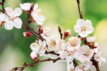 Obraz premium beautiful apricot blossom on green background.