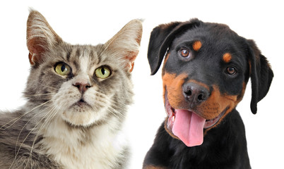 maine coon cat and puppy rottweiler © cynoclub