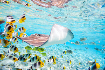 Obraz premium Bora Bora underwater