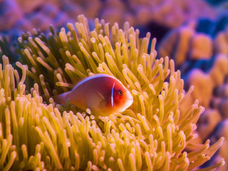 Naklejka na ściany i meble Tropikalna ryba Różowy clownfish
