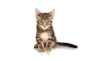 Obraz premium Junge Maine Coon