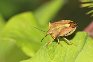 Leaf beetle