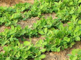 Vegetable Patch with Fresh Greens