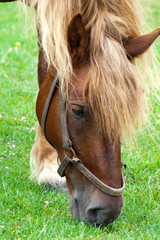 Horse © madredus
