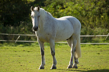 Obraz premium White Horse in a Paddock