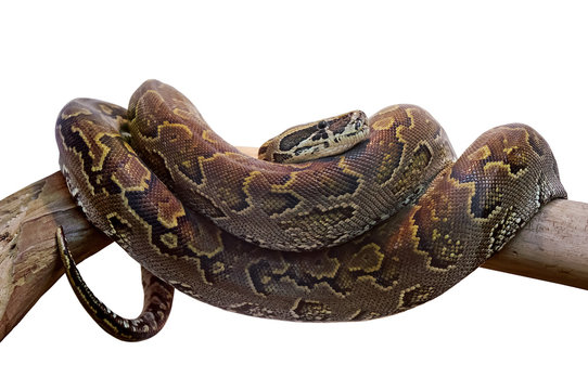 Boa on the branch. Clipping path included.