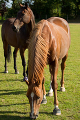Young Thoroughbred Horse Grazing