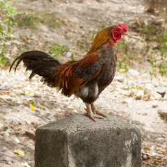 Rooster standing on a concrete pole