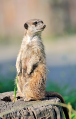 A meerkat standing upright and looking alert