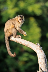 Capuchin monkey