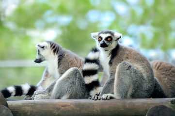 Naklejka premium Young ring-tailed lemur