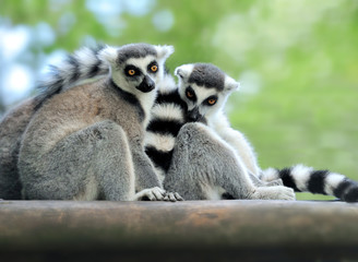 Young ring-tailed lemur