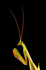 Praying mantis