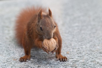 Fototapeta premium Eurasian red squirrel (Sciurus vulgaris)