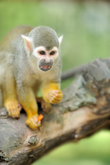 Close-up of a Common Squirrel Monkey