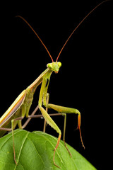 Praying mantis