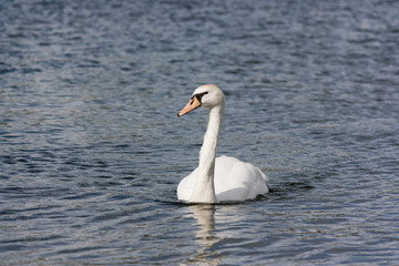 Fototapeta premium Swan