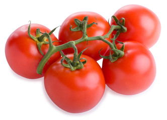 Branch of tomatoes