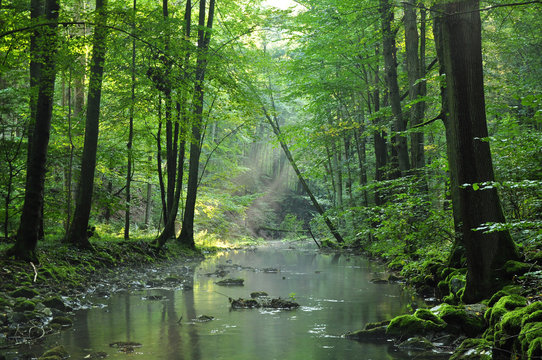 Fototapeta Nature green forest
