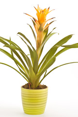 yellow guamania planted in decorated pot; isolated on white