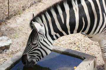Standing Zebra drinking water