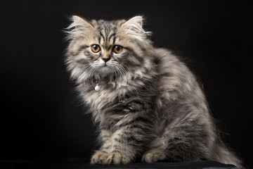 Lovely persian kitten on black background - 44679260