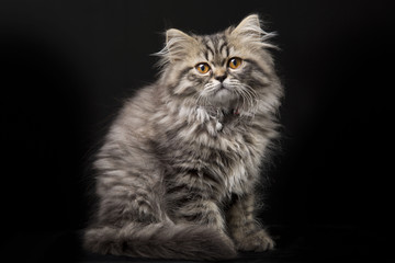 Lovely persian kitten on black background - 44679264