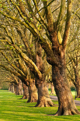 Row of old trees in park