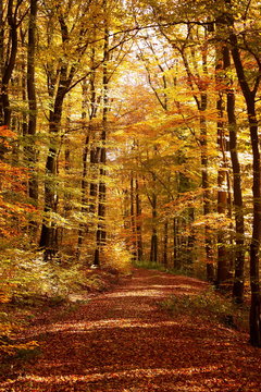Ein Wanderweg in einem herbstlichen Buchenwald