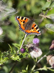 small tortoiseshell butterfly