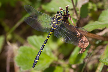 Zweigestreifte Quelljungfer (Cordulegaster boltonii)